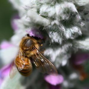 Lamb’s Ear Bee Canvas Print Wall Art