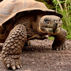 Lonesome George Canvas Print Wall Art