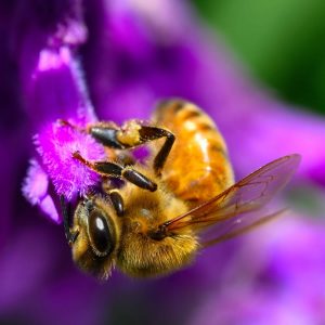 Nectar Hunt Canvas Print Wall Art