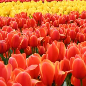 Tulip Festival Panorama Canvas Print Wall Art