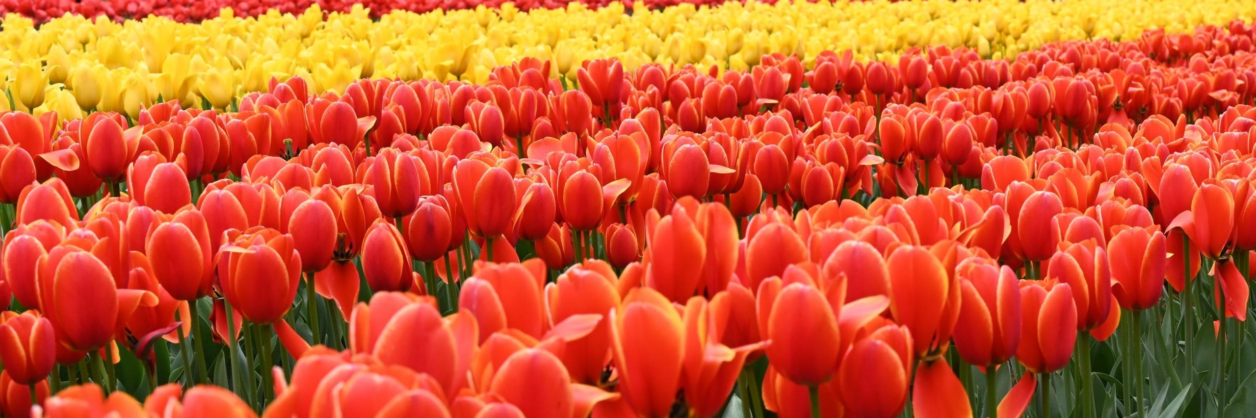 Tulip Festival Panorama Canvas Print Wall Art