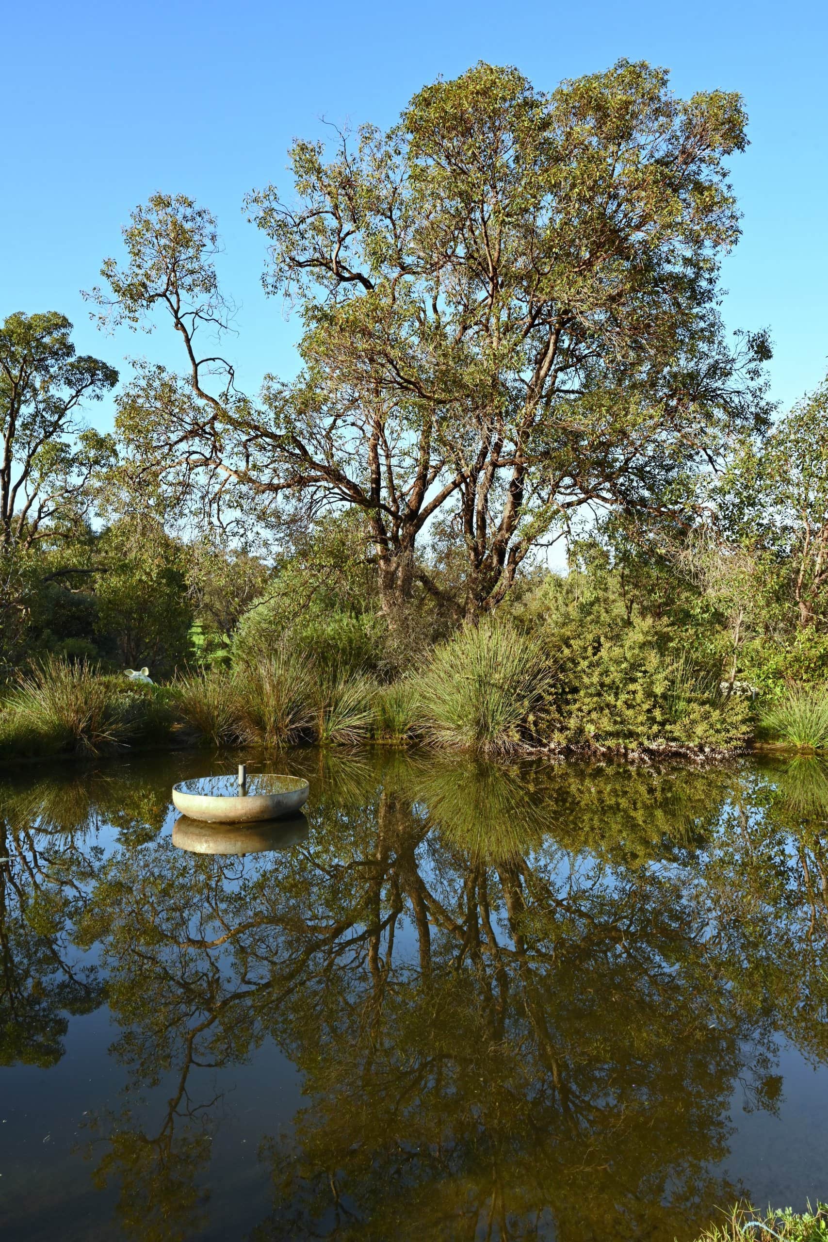 Bush reflections Canvas Print Wall Art